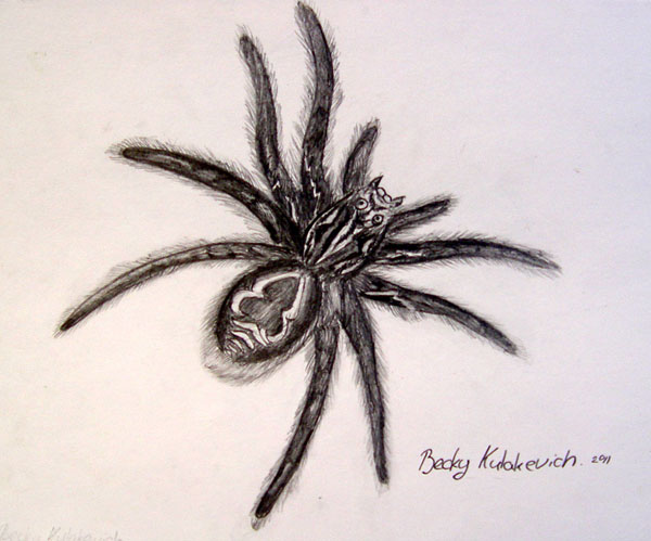Spider