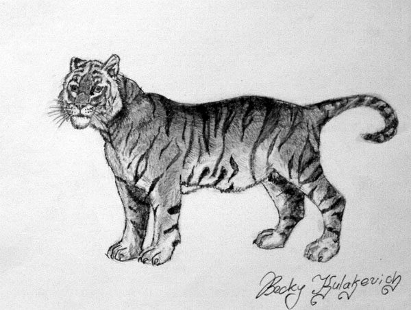 Tiger