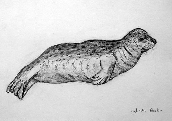Sea lion