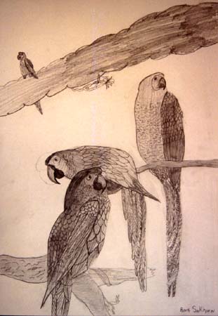 Birds