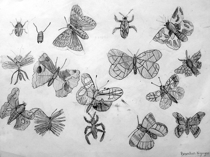Insects