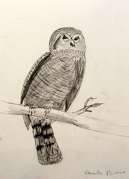 Owl