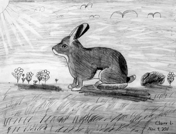 Rabbit