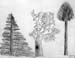 Trees_2