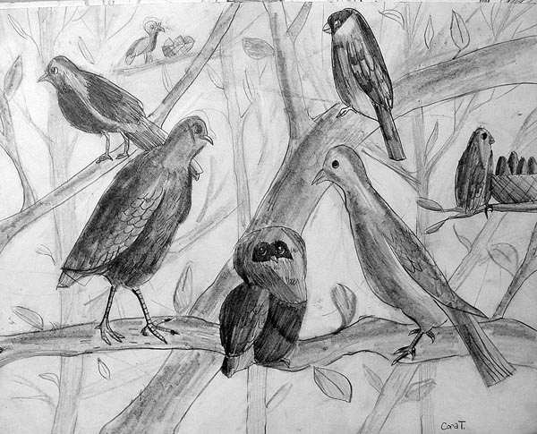 Birds