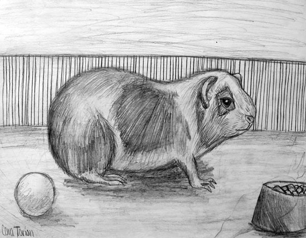 Guinea_pig