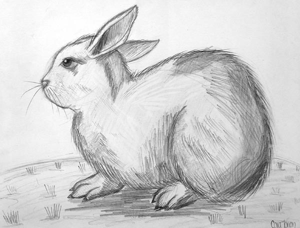 Rabbit