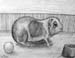 Guinea_pig