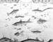 Underwater