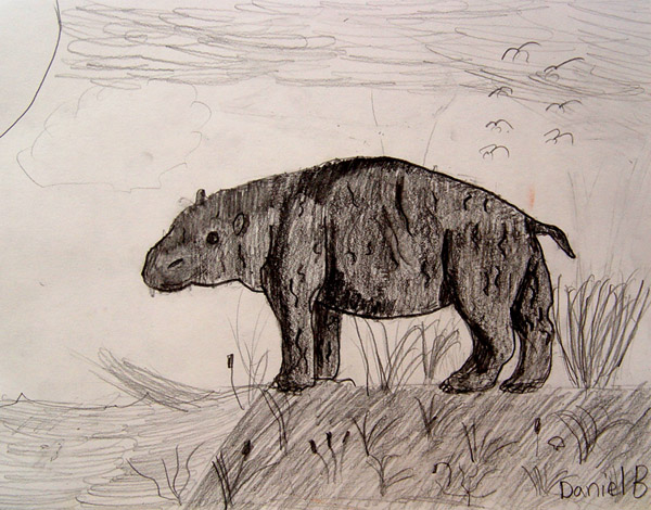 Hippopotamus