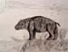 Hippopotamus