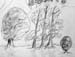 Trees_3