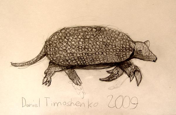Armadillo