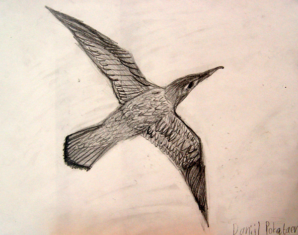 Bird