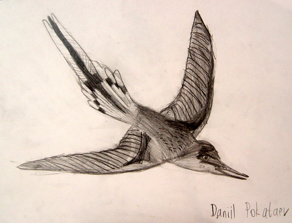 Bird_2