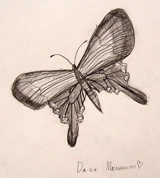 Butterfly