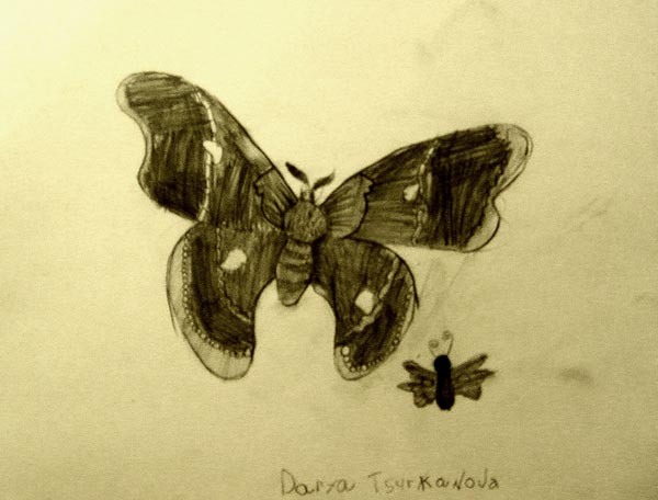 Butterfly