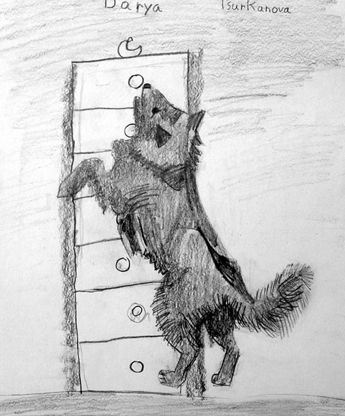 Dog