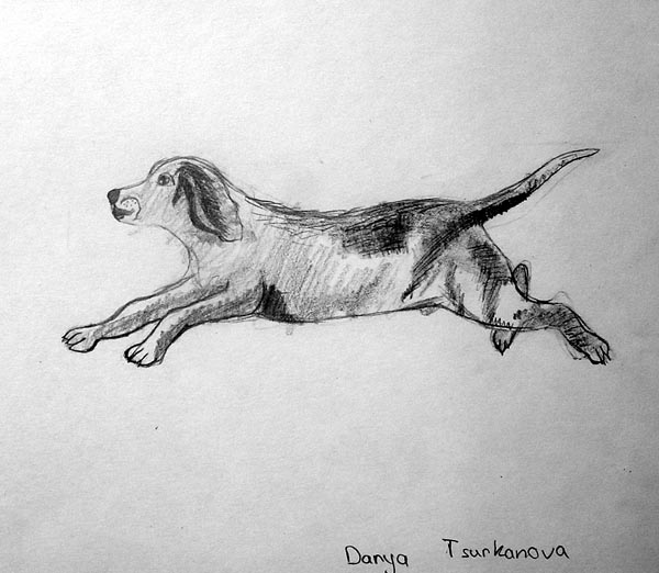 Dog_2