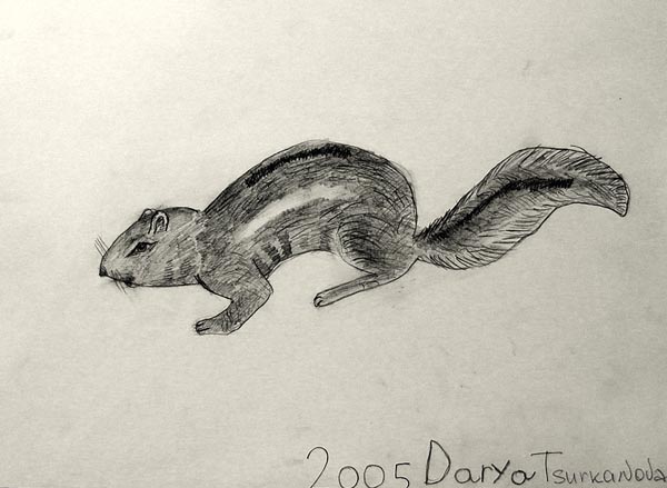 Squirrel