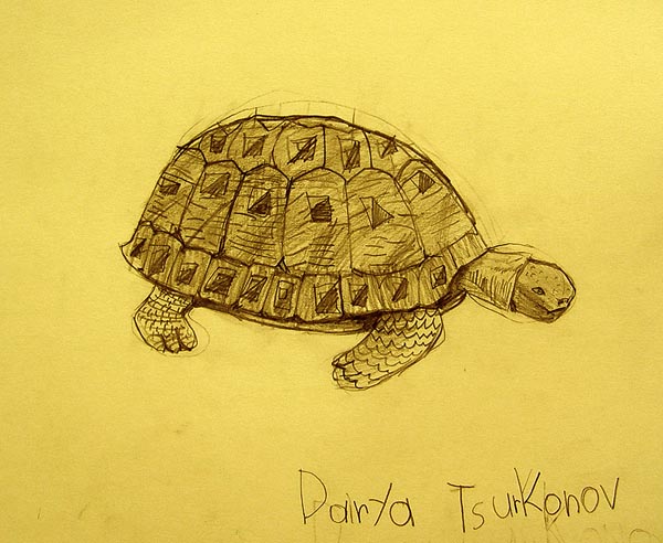 Turtle
