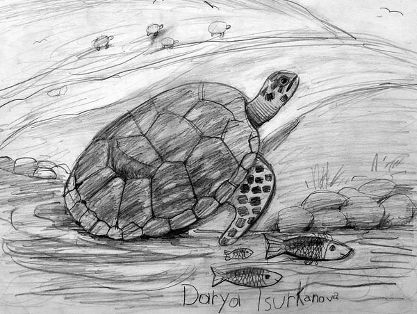 Turtle_1