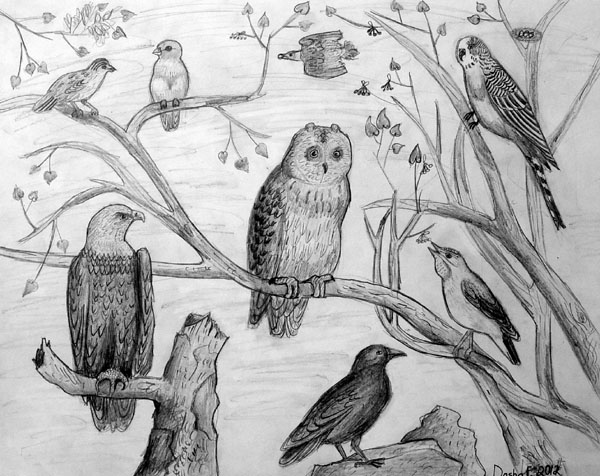 Birds
