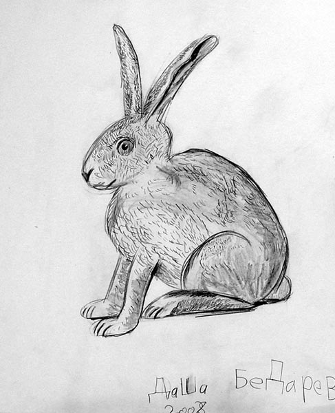 Rabbit