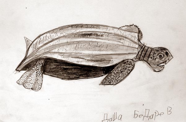 Turtle