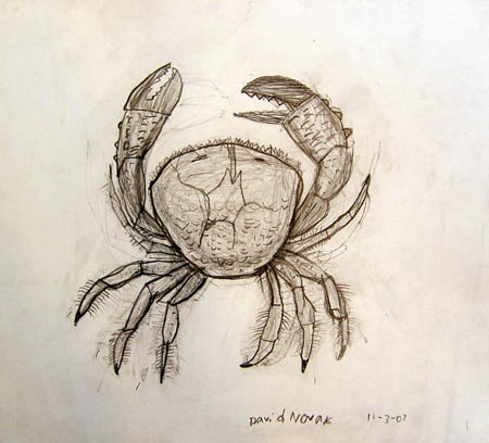 Crab