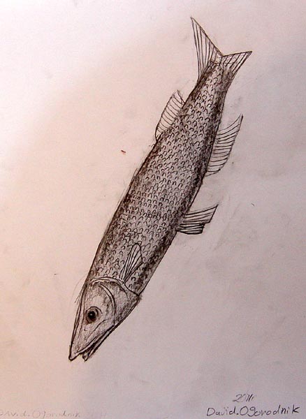 Fish
