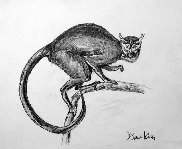 Animal