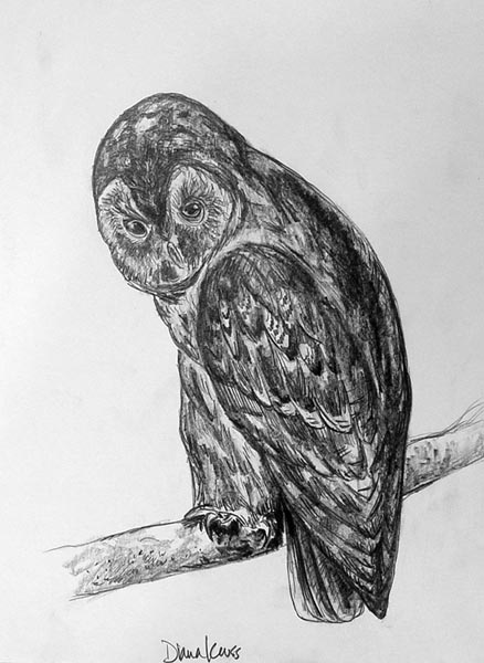 Owl