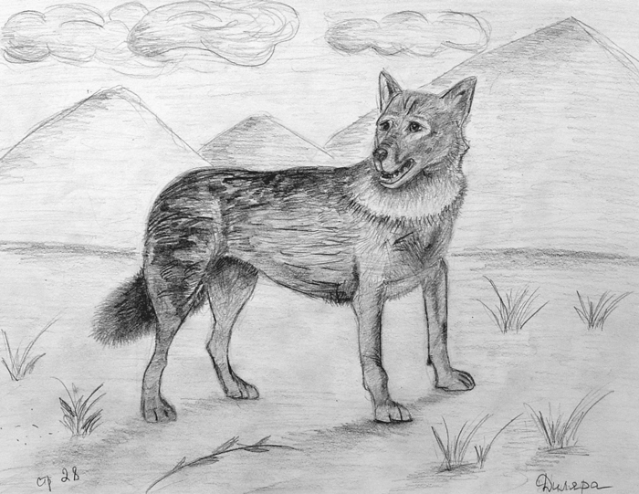 Wolf