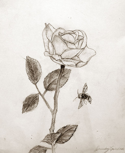 A_rose_and_a_bee