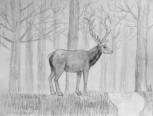 Deer