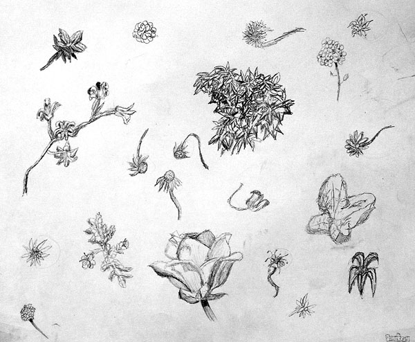 Sketches_(leaves,_flowers)