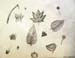 Sketches_(leaves)