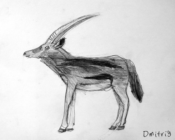 Beisa_oryx