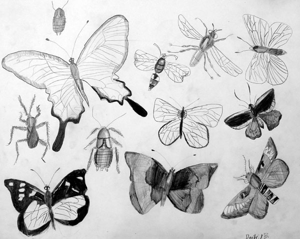 Insects