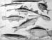 Fishes