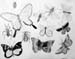 Insects