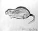 Rodent