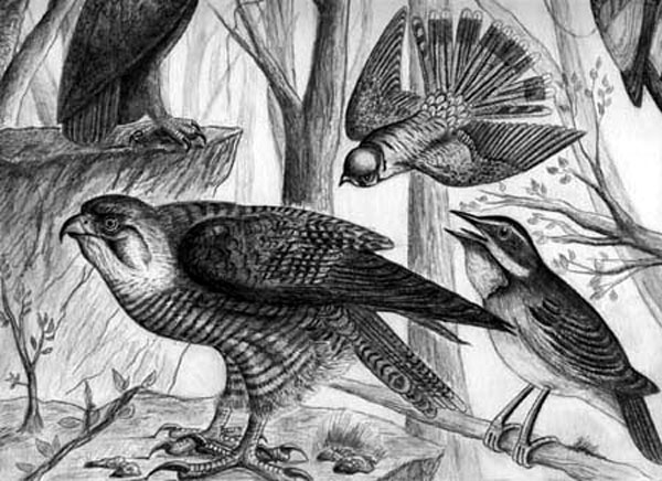 Birds