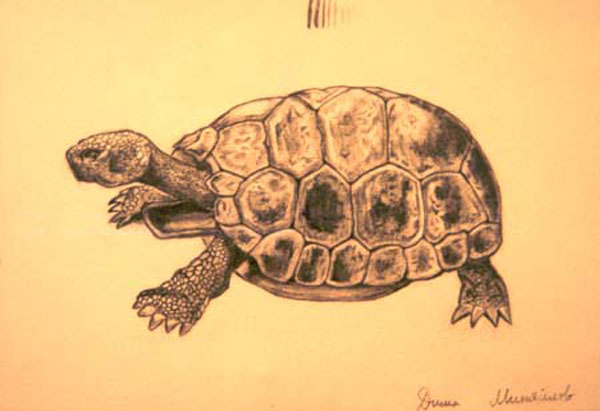 Turtle