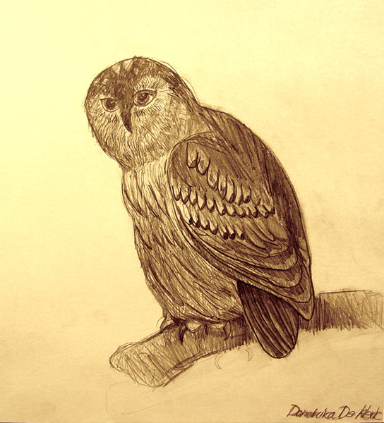 Owl