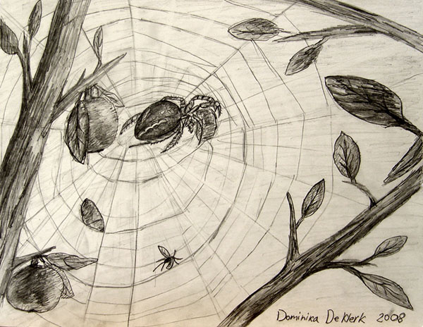 Spider