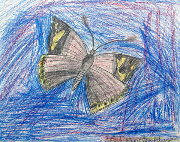 Butterfly_2