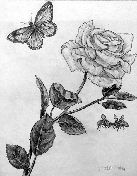 A_rose_and_a_butterfly