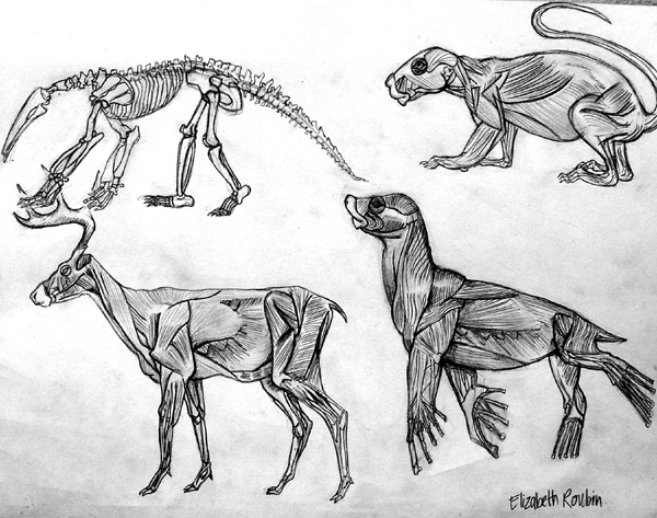 Animal_anatomy._1